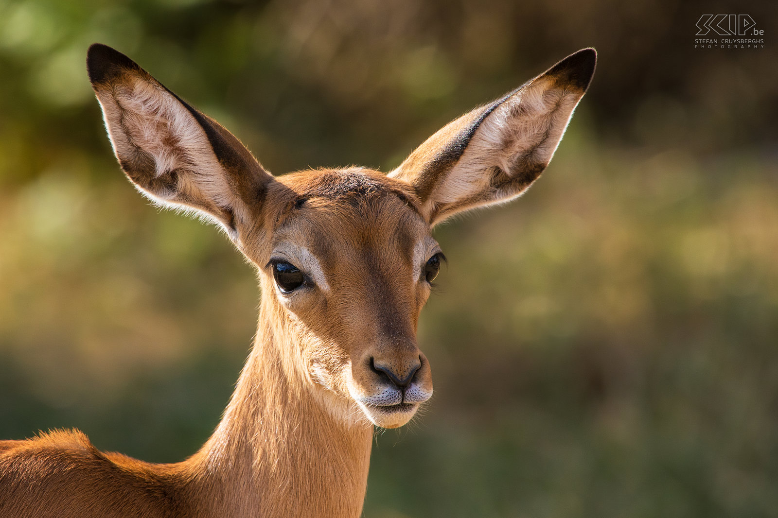 Samburu - Impala Close-up foto van een vrouwelijke impala. Stefan Cruysberghs